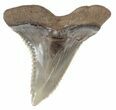 Large Fossil Hemipristis Shark Tooth - Maryland #42495-1